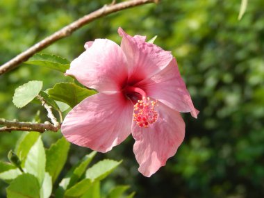 Malacca, Malaysia-29 Şubat 2017: Hibiscus rosa-sinensis veya çiçekli bitkiler ebegümeci aile Ebegümecigiller familyasından. Bir Malezya ulusal çiçeği Bunga Raya karardı.