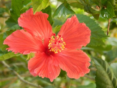 Malacca, Malaysia-29 Şubat 2017: Hibiscus rosa-sinensis veya çiçekli bitkiler ebegümeci aile Ebegümecigiller familyasından. Bir Malezya ulusal çiçeği Bunga Raya karardı.