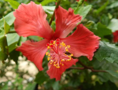 Malacca, Malaysia-29 Şubat 2017: Hibiscus rosa-sinensis veya çiçekli bitkiler ebegümeci aile Ebegümecigiller familyasından. Bir Malezya ulusal çiçeği Bunga Raya karardı.