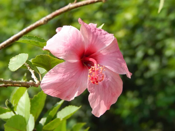 Malakka Malezja Marca 2017 Hibiscus Rosa Sinensis Lub Rodzaj Roślin — Zdjęcie stockowe