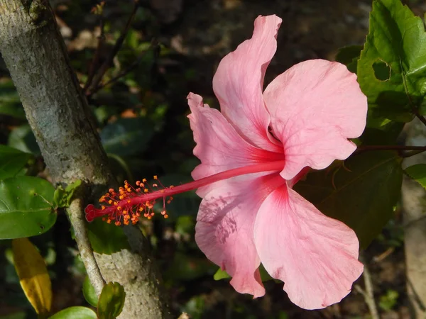 Malakka Malezja Marca 2017 Hibiscus Rosa Sinensis Lub Rodzaj Roślin — Zdjęcie stockowe