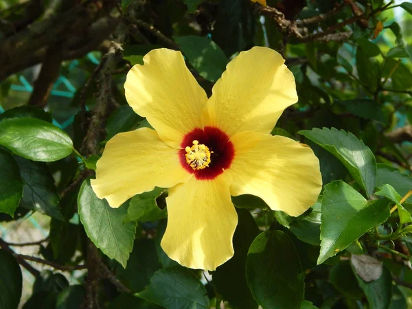 Malakka Malezja Marca 2017 Hibiscus Rosa Sinensis Lub Rodzaj Roślin — Zdjęcie stockowe