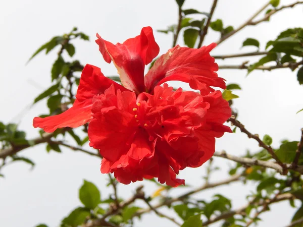 Malacca Malaysia Marzo 2017 Hibiscus Rosa Sinensis Genere Piante Fiore — Foto Stock