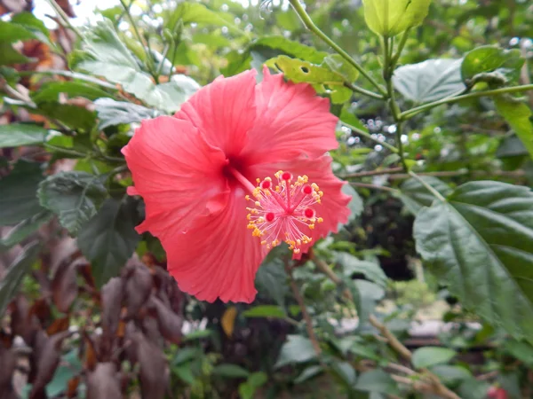 Malacca Malaysia Mars 2017 Hibiscus Rosa Sinensis Ett Släkte Blommande — Stockfoto