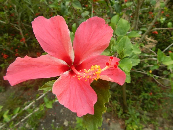 Malakka Malezja Marca 2017 Hibiscus Rosa Sinensis Lub Rodzaj Roślin — Zdjęcie stockowe