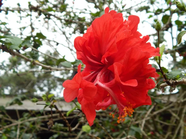 Malakka Malezja Marca 2017 Hibiscus Rosa Sinensis Lub Rodzaj Roślin — Zdjęcie stockowe