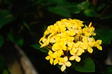 Mahs spp veya bilimsel adı mahs chinensis Lamk var. Ortak adıdır Batı Hint Yasemin soyadı rubiaceae.