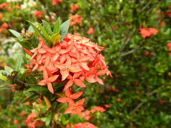 Ixora Spp Lub Nazwa Naukowa Jest Ixora Chinensis Lamk Nazwa — Zdjęcie stockowe