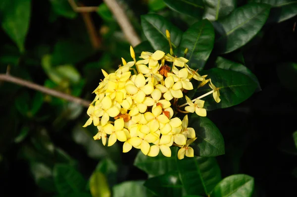 Ixora Spp Επιστημονική Ονομασία Είναι Ixora Chinensis Lamk Κοινή Ονομασία — Φωτογραφία Αρχείου