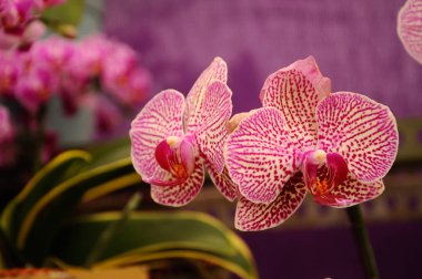 SERDANG, MALAYSIA - 07 Aralık 2016: Bitki yuvasında renkli tropikal ve egzotik orkideler.