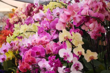 SERDANG, MALAYSIA - 07 Aralık 2016: Bitki yuvasında renkli tropikal ve egzotik orkideler.