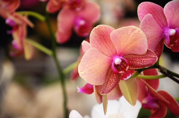 СЕРДАНГ, МАЛАЙЗИЯ - ДЕКАБРЬ 07, 2016: Красочные и экзотические орхидеи цветут в питомниках растений.