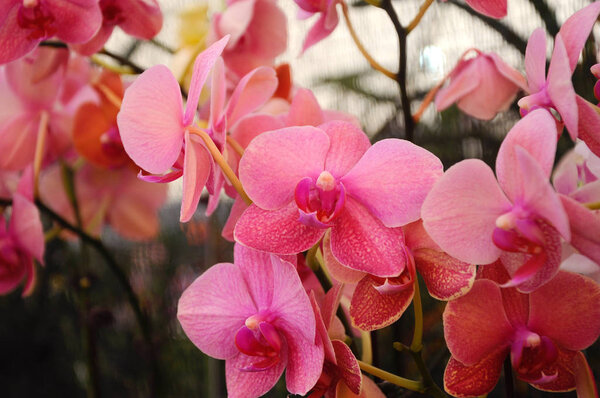 СЕРДАНГ, МАЛАЙЗИЯ - ДЕКАБРЬ 07, 2016: Красочные и экзотические орхидеи цветут в питомниках растений.