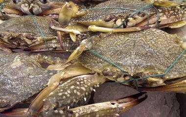 Yakalanan ve güvenlik nedeniyle bağlı yengeç. Onları piyasada satılan ve taze tutmak için buz ile karışık.