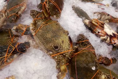 Yakalanan ve güvenlik nedeniyle bağlı yengeç. Onları piyasada satılan ve taze tutmak için buz ile karışık.
