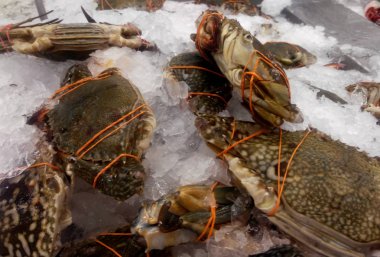Yakalanan ve güvenlik nedeniyle bağlı yengeç. Onları piyasada satılan ve taze tutmak için buz ile karışık.
