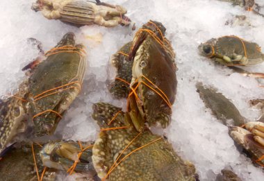 Yakalanan ve güvenlik nedeniyle bağlı yengeç. Onları piyasada satılan ve taze tutmak için buz ile karışık.
