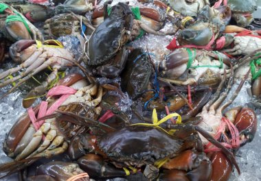 Yakalanan ve güvenlik nedeniyle bağlı yengeç. Onları piyasada satılan ve taze tutmak için buz ile karışık.