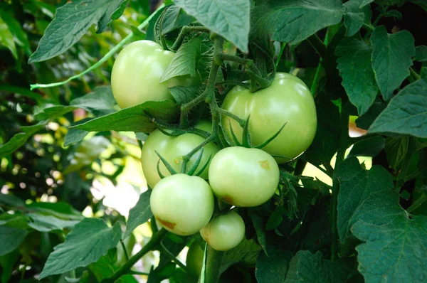 Pomodori Maturi Frutta Sull Albero — Foto Stock