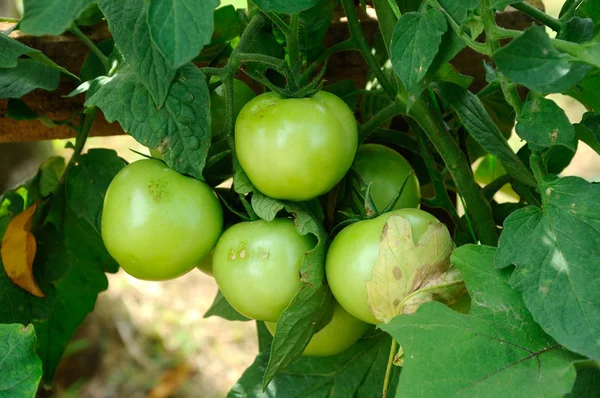 Tomates Maduros Fruta Árvore — Fotografia de Stock