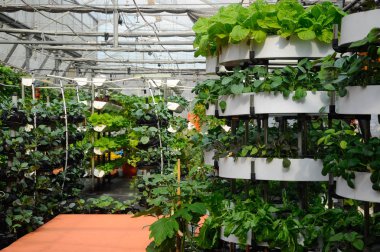 Kuala Lumpur, Malezya-01 Haziran 2016: sebze yetiştirilen gübreleme sistemi kullanarak. Sebze ve küçük bir alanda ekili dikey olarak düzenlenmiş. Damla sulama tarafından sağlanan gübre ile daha az toprak ve su kullanarak karışık.