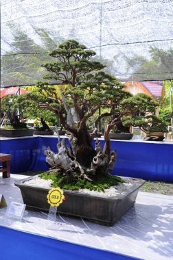 Putrajaya, Malezya - 25 Ağustos 2018: Malezya 'nın Putrajaya kentindeki Royal Floria Putrajaya Garden' da kamu malı sahibi tarafından sergilenen Bonsai ağacı. 