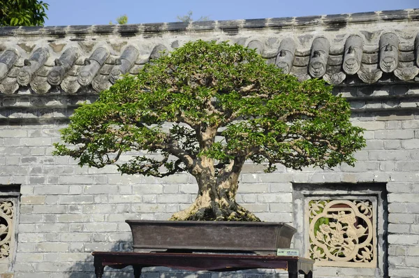 Putrajaya Malaysia August 2018 Bonsai Tree Display Owner Public Royal — Stock Photo, Image