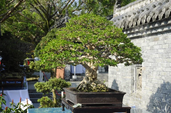 Putrajaya Malaysia August 2018 Bonsai Tree Display Owner Public Royal — Stock Photo, Image