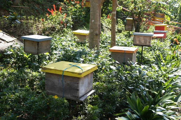 Gniazda Pszczół Stworzone Przez Człowieka Drewna Zaprojektowany Formie Pudełka Umieszczone — Zdjęcie stockowe