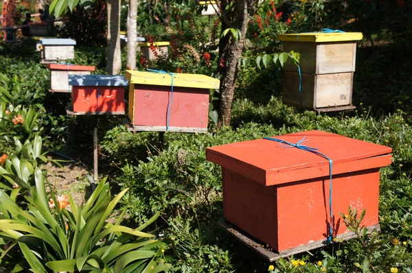 Man Made Bee Nests Made Timber Designed Box Form Placed — Stock Photo, Image