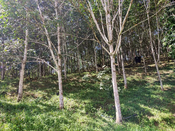 Rubber Plantage Seremban Maleisië Rubber Bomen Produceren Latex Die Bij — Stockfoto