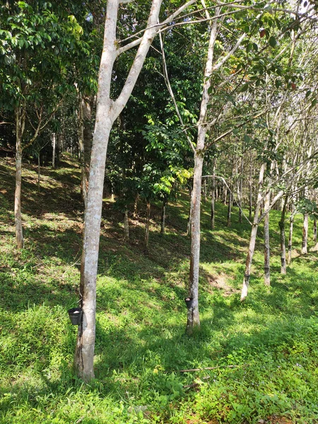 Perkebunan Karet Seremban Malaysia Pohon Karet Menghasilkan Lateks Yang Ketika — Stok Foto