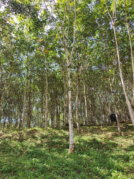 Rubber Plantation Seremban Malaysia Rubber Trees Produce Latex Which Processed — Stock Photo, Image