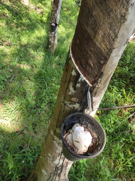 Rubber plantation in Seremban Malaysia. Rubber trees produce latex which when processed will turn into rubber. Only mature trees can be tapped for latex