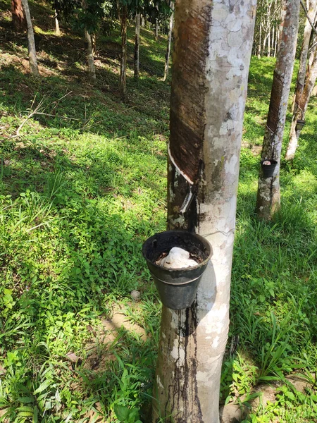 Rubber plantation in Seremban Malaysia. Rubber trees produce latex which when processed will turn into rubber. Only mature trees can be tapped for latex