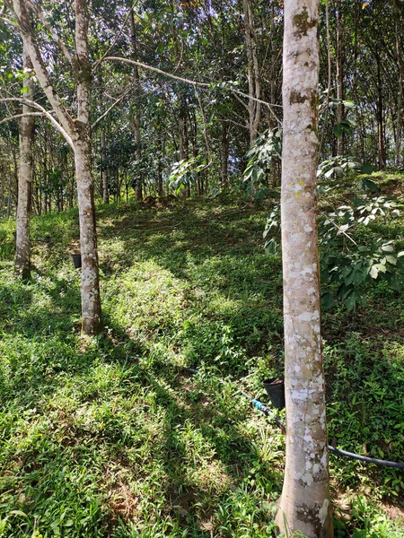 Perkebunan Karet Seremban Malaysia Pohon Karet Menghasilkan Lateks Yang Ketika — Stok Foto