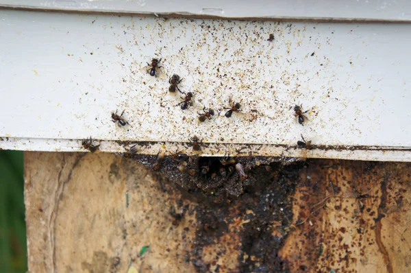 Nest Entrance Stingless Bee Local Tongue Call Kelulut Stingless Bees — Stock Photo, Image