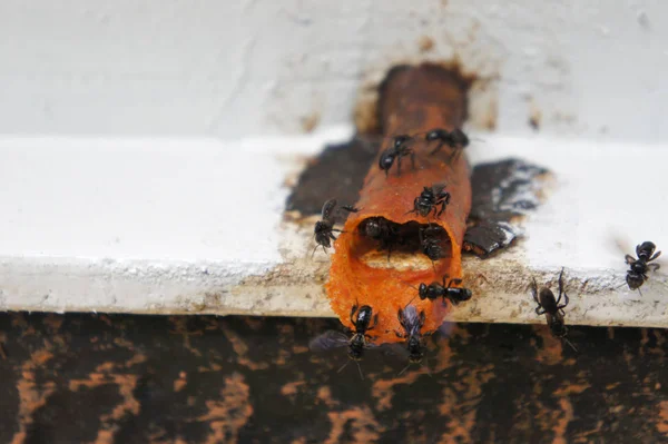 Nest Pintu Masuk Untuk Sengatan Lebah Atau Lidah Lokal Panggilan — Stok Foto