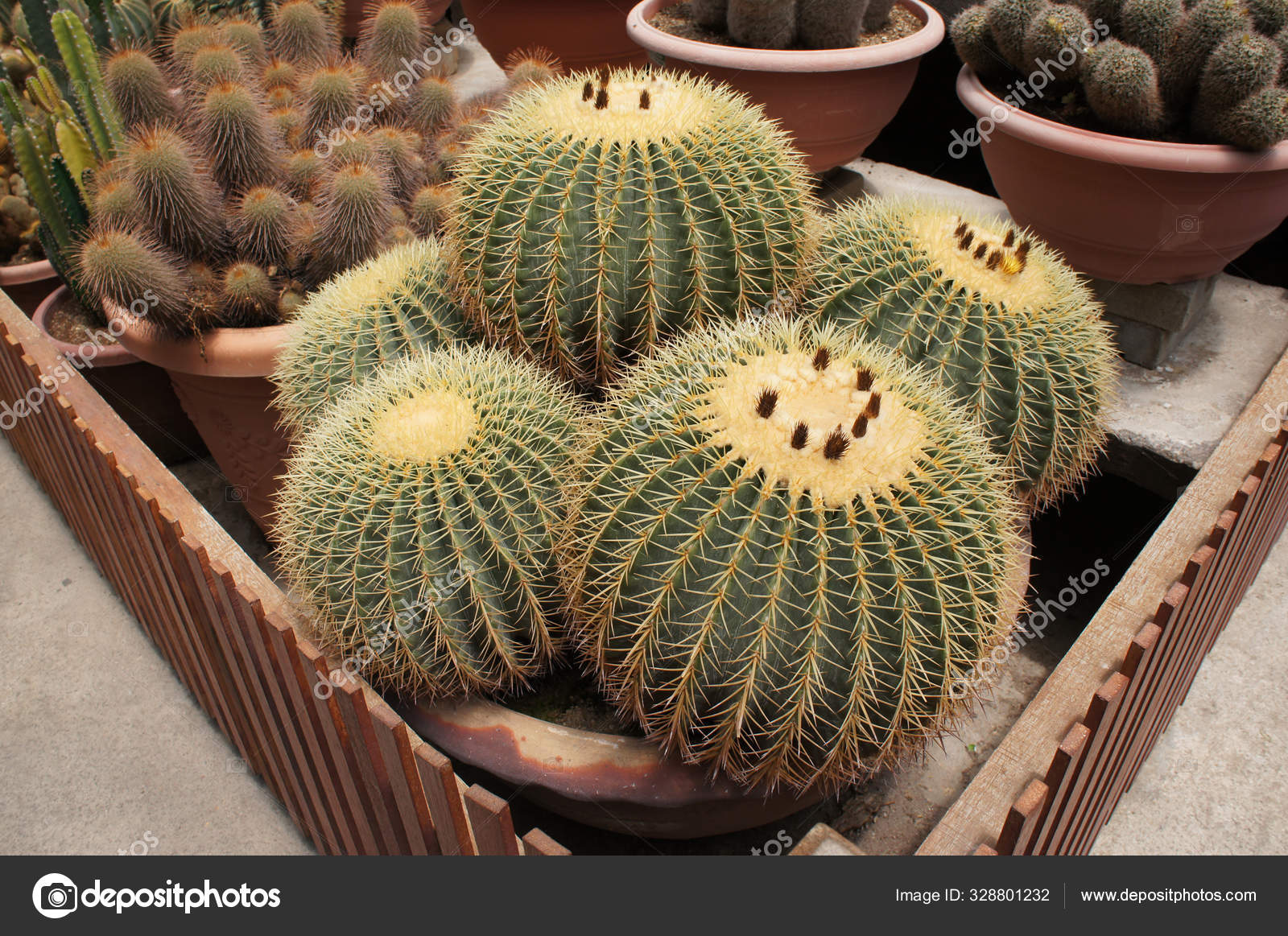 Selected Focused Group Small Colourful Cactus Planted Small Plastic Pots Stock Photo Image By C Aisyaqilumar 328801232