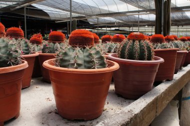 Küçük plastik kaplara ekilmiş küçük ve renkli bir kaktüs grubuna odaklanmış. Ev dekorasyonu için kullanılan küçük kaktüs. Bu kaktüsün satışı çiftçiler için bir gelir kaynağıdır..