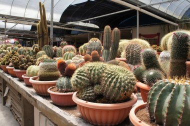 Küçük plastik kaplara ekilmiş küçük ve renkli bir kaktüs grubuna odaklanmış. Ev dekorasyonu için kullanılan küçük kaktüs. Bu kaktüsün satışı çiftçiler için bir gelir kaynağıdır..