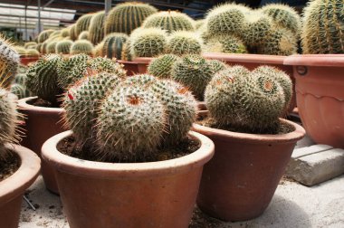 Küçük plastik kaplara ekilmiş küçük ve renkli bir kaktüs grubuna odaklanmış. Ev dekorasyonu için kullanılan küçük kaktüs. Bu kaktüsün satışı çiftçiler için bir gelir kaynağıdır..