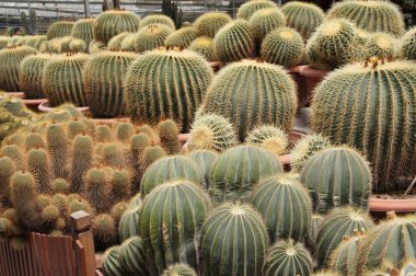 Küçük plastik kaplara ekilmiş küçük ve renkli bir kaktüs grubuna odaklanmış. Ev dekorasyonu için kullanılan küçük kaktüs. Bu kaktüsün satışı çiftçiler için bir gelir kaynağıdır..