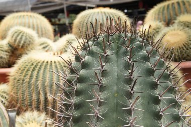 Küçük plastik kaplara ekilmiş küçük ve renkli bir kaktüs grubuna odaklanmış. Ev dekorasyonu için kullanılan küçük kaktüs. Bu kaktüsün satışı çiftçiler için bir gelir kaynağıdır..