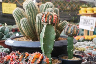 Küçük plastik kaplara ekilmiş küçük ve renkli bir kaktüs grubuna odaklanmış. Ev dekorasyonu için kullanılan küçük kaktüs. Bu kaktüsün satışı çiftçiler için bir gelir kaynağıdır..
