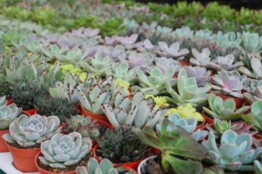 Küçük plastik kaplara ekilmiş küçük ve renkli bir kaktüs grubuna odaklanmış. Ev dekorasyonu için kullanılan küçük kaktüs. Bu kaktüsün satışı çiftçiler için bir gelir kaynağıdır..