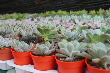 Küçük plastik kaplara ekilmiş küçük ve renkli bir kaktüs grubuna odaklanmış. Ev dekorasyonu için kullanılan küçük kaktüs. Bu kaktüsün satışı çiftçiler için bir gelir kaynağıdır..