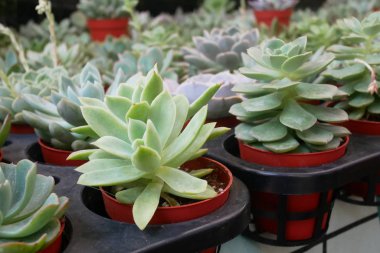 Küçük plastik kaplara ekilmiş küçük ve renkli bir kaktüs grubuna odaklanmış. Ev dekorasyonu için kullanılan küçük kaktüs. Bu kaktüsün satışı çiftçiler için bir gelir kaynağıdır..