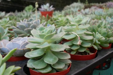 Küçük plastik kaplara ekilmiş küçük ve renkli bir kaktüs grubuna odaklanmış. Ev dekorasyonu için kullanılan küçük kaktüs. Bu kaktüsün satışı çiftçiler için bir gelir kaynağıdır..