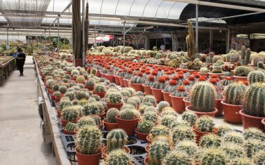 Kuala Lumpur, Malezya -2019: Küçük plastik kaplara ekilmiş küçük ve renkli bir kaktüs grubuna odaklanmış. Ev dekorasyonu için kullanılan küçük kaktüs. Bu kaktüsün satışı çiftçiler için bir gelir kaynağıdır.. 